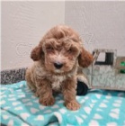 Rozkošná štěňata Cavapoo.
