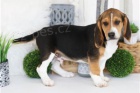 Rodokmen štěňat Beagle.