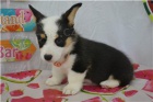 Nádherná štěňátka Corgi Pembroke.