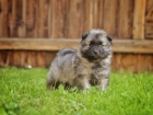 Nmeck pic vl / Keeshond