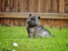 Nmeck pic vl / Keeshond