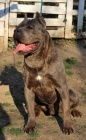 Cane Corso na prodej