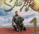 Cane Corso na prodej