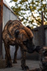 Presa Canario tata