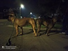 Presa Canario tata