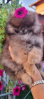 Pomeranian Spitz Teddy tata