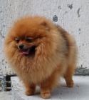 Pomeranian Spitz Teddy tata