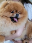 Pomeranian Spitz Teddy tata