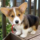 Prodám štěňata welsh corgi Pembroke.