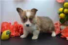 Zdravá štěňátka Corgi Pembroke Welsh.