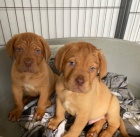 Prodm okovan a oderven TATA Dogue de Bordeaux