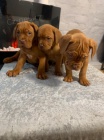 Prodm okovan a oderven TATA Dogue de Bordeaux