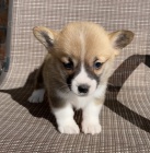 Prodm tata Pembroke Welsh Corgi.