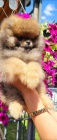 Pomeranian Spitz Boo štěně