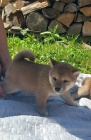 Shiba-Inu tata