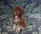 Lagotto Romagnolo tata