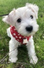 Štěňata malého knírače k adopci