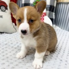 Prodm tata Pembroke Welsh Corgi.