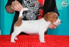 tata Jack Russell Terrier po ampionech s testy DNA s PP