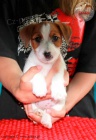 tata Jack Russell Terrier po ampionech s testy DNA s PP