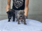 Cane Corso tata na prodej