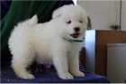 Kc reg Samoyed tata.