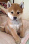 Prodám roztomilá štěňátka shiba inu