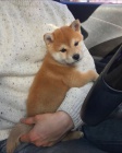 Prodám roztomilá štěňátka shiba inu