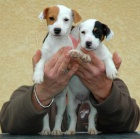 Prodm zdrav tata jack russell terira.