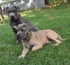 Cane corso s PP