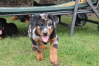 Beauceron s PP-ji k odbru