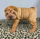 Prodm okovan tata shar-pei.