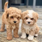 Prodám krásná a rozkošná štěňátka Cavapoo.