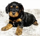 Prodám očkovaná štěňata Cavapoo.