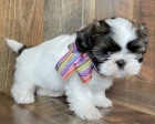 Prodm tata SHIH TZU