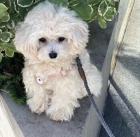Krásná štěňátka Maltipoo.