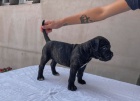 Cane Corso tn