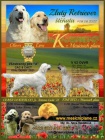 Golden retriever s PP - tata /zlat retrvr/