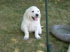 Golden retriever s PP - tata /zlat retrvr/