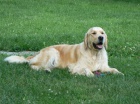 Golden retriever s PP - tata /zlat retrvr/