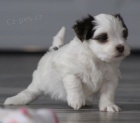 Roztomilé a zdravé havanese štěňata na prodej.