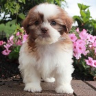 Prodám štěňata SHIH TZU