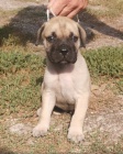 Bullmastiff tata