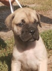 Bullmastiff tata