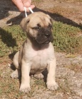 Bullmastiff tata