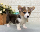 #Pembroke Welsh Corgi pobl m