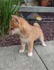 Japonsk tata Shiba Inu