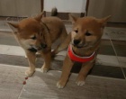 Prodám očkovaná štěňata shiba inu