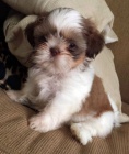 Prodm krsn a okovan tata SHIH TZU