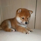štěňata Shiba inu k adopci